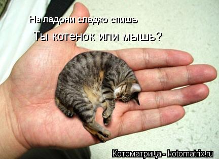 На ладони сладко спишь Ты котенок или мышь?... Котоматрица: На ладони сладко спишь Ты котенок или мышь?