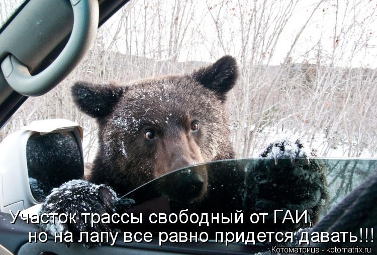 Котоматрица: Участок трассы свободный от ГАИ, но на лапу все равно придется давать!!!