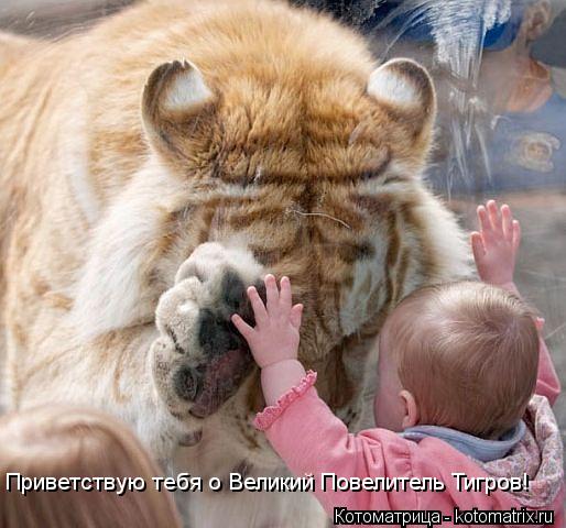 Приветствую тебя о Великий Повелитель Тигров!... Котоматрица: Приветствую тебя о Великий Повелитель Тигров!