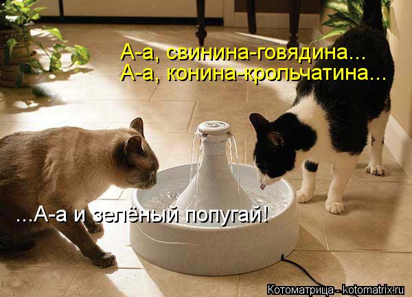 Котоматрица: А-а, свинина-говядина... А-а, конина-крольчатина... ...А-а и зелёный попугай!