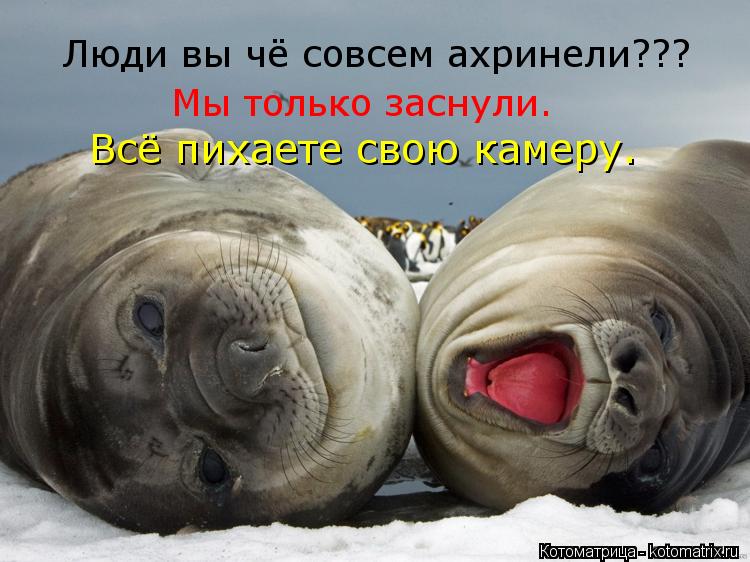 Люди вы чё совсем ахринели??? Мы только заснули. Всё пихаете свою камеру.... Котоматрица: Люди вы чё совсем ахринели??? Мы только заснули. Всё пихаете свою камеру.