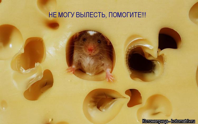 Котоматрица: НЕ МОГУ ВЫЛЕСТЬ, ПОМОГИТЕ!!!
