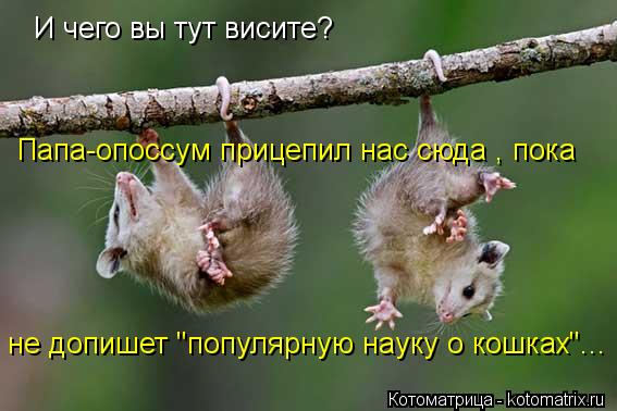 И чего вы тут висите? Папа-опоссум прицепил нас сюда , пока не допишет "популярную науку о кошках"...... Котоматрица: И чего вы тут висите? Папа-опоссум прицепил нас сюда , пока не допишет "популярную науку о кошках"...