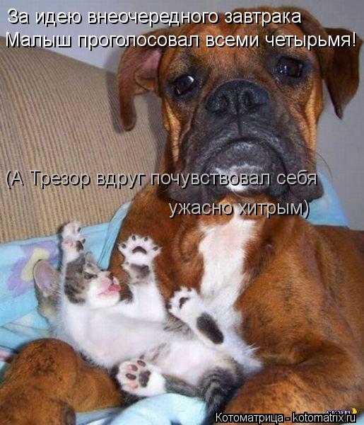 Котоматрица: За идею внеочередного завтрака Малыш проголосовал всеми четырьмя! (А Трезор вдруг почувствовал себя ужасно хитрым)