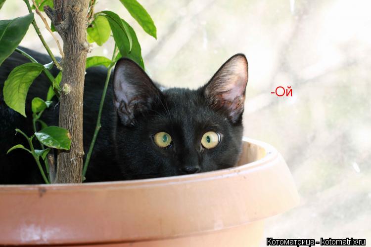 -Ой... Котоматрица: -Ой