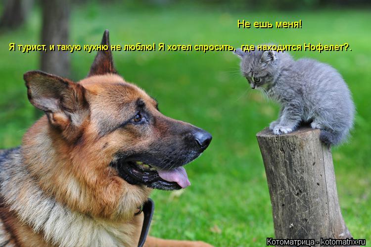 Котоматрица: Не ешь меня! Я турист,и такую кухню не люблю! Я турист,и такую кухню не люблю! Я турист,и такую кухню не люблю!Я просто хотел спросить где нахо