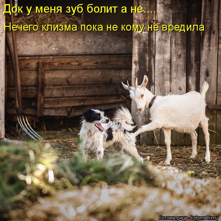 Док у меня зуб болит а не.... Нечего клизма пока не кому не вредила... Котоматрица: Док у меня зуб болит а не.... Нечего клизма пока не кому не вредила