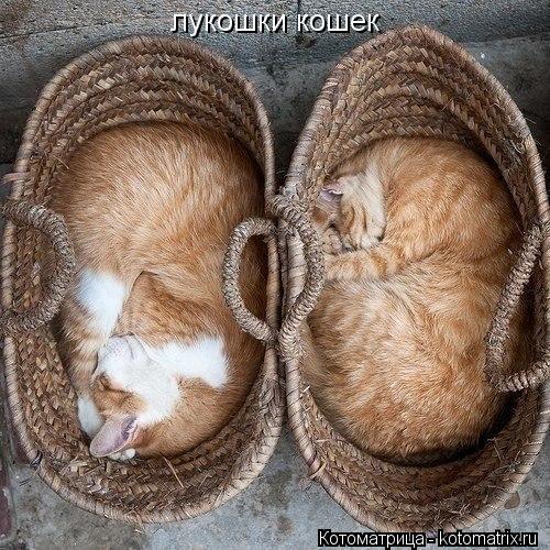 лукошки кошек... Котоматрица: лукошки кошек