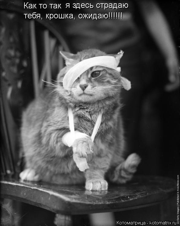 Котоматрица: Как то так   я здесь страдаю  тебя, крошка, ожидаю!!!!!!