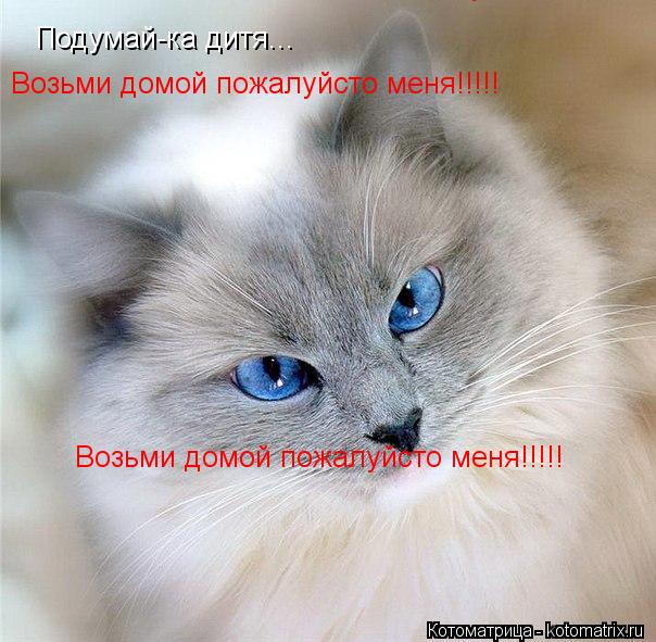 Подумай-ка дитя... Возьми домой пожалуйсто меня!!!!! Возьми домой пожалуйсто меня!!!!! Возьми домой п... Котоматрица: Подумай-ка дитя... Возьми домой пожалуйсто меня!!!!! Возьми домой пожалуйсто меня!!!!! Возьми домой пожалуйсто меня!!!!!
