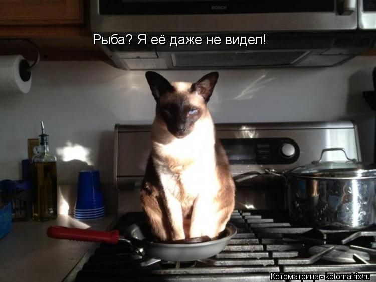 Котоматрица: Рыба? Я её даже не видел!
