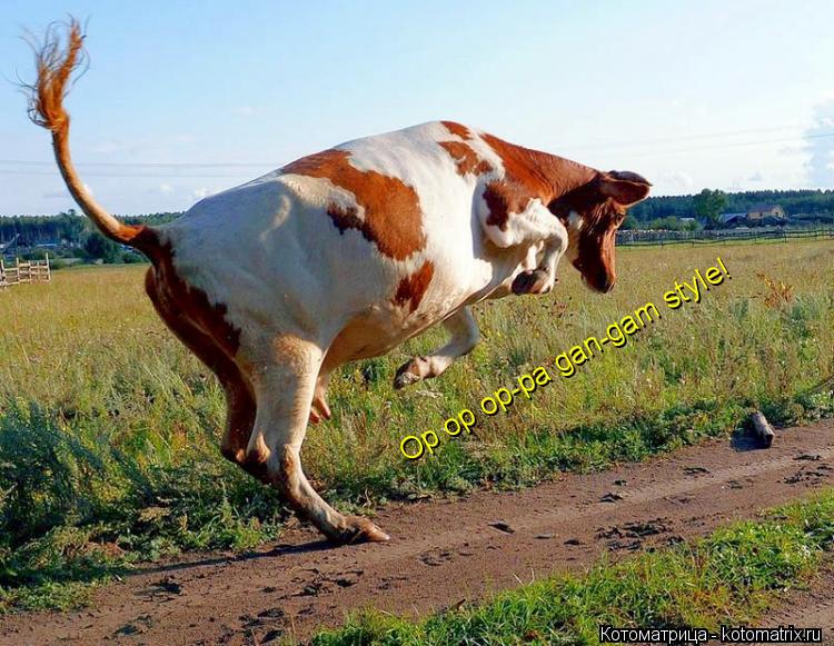 Op op op-pa gan-gam style!... Котоматрица: Op op op-pa gan-gam style!
