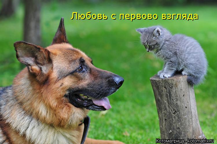 Любовь с первово взгляда... Котоматрица: Любовь с первово взгляда