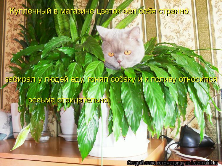 Котоматрица: Купленный в магазине цветок вёл себя странно: забирал у людей еду, гонял собаку и к поливу относился  весьма отрицательно..