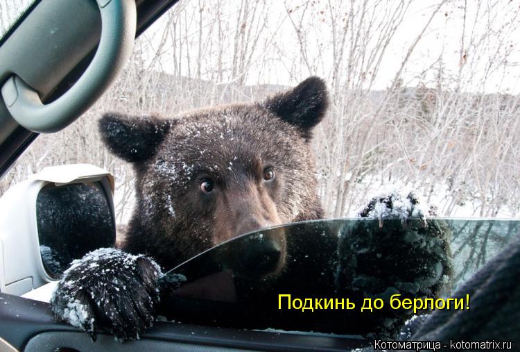 Котоматрица: Подкинь до берлоги!