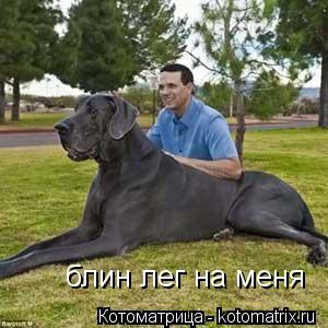 блин лег на меня... Котоматрица: блин лег на меня