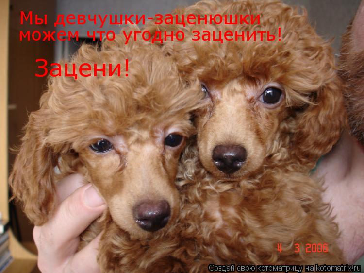 Мы девчушки-заценюшки можем что угодно заценить! Зацени!... Котоматрица: Мы девчушки-заценюшки можем что угодно заценить! Зацени!