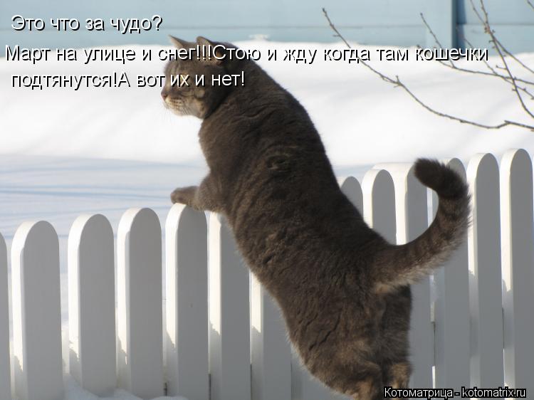 Это что за чудо? Март на улице и снег!!!Стою и жду когда там кошечки подтянутся!А вот их и нет!... Котоматрица: Это что за чудо? Март на улице и снег!!!Стою и жду когда там кошечки подтянутся!А вот их и нет!