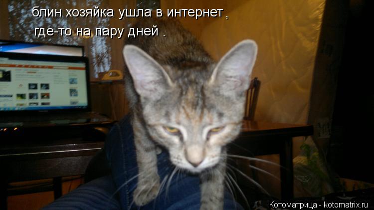 блин хозяйка ушла в интернет , где-то на пару дней .... Котоматрица: блин хозяйка ушла в интернет , где-то на пару дней .