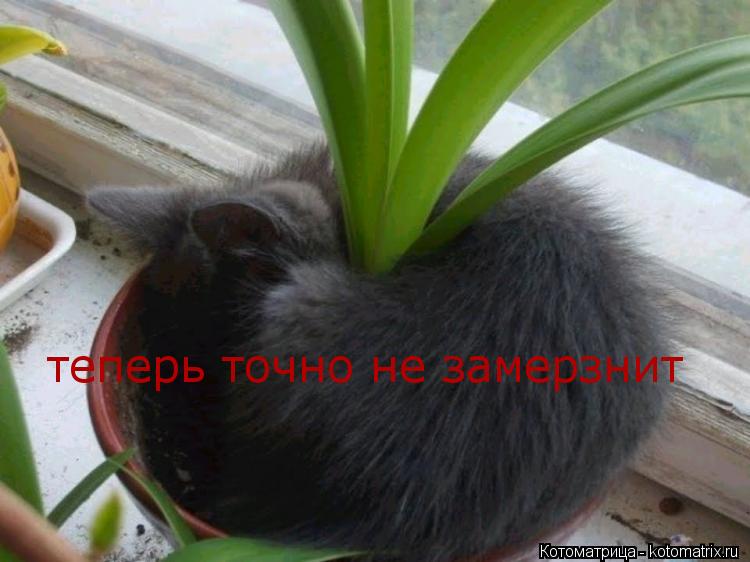Котоматрица: теперь точно не замерзнит