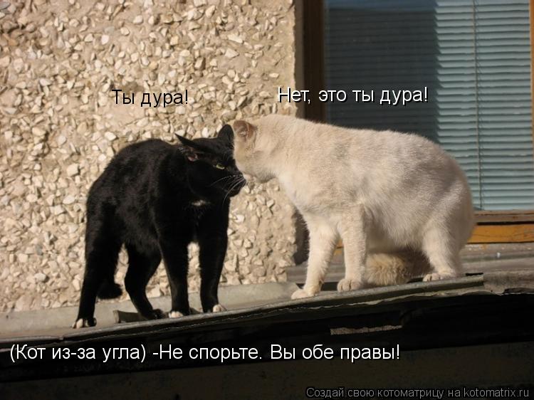 Котоматрица: Ты дура! Нет, это ты дура! (Кот из-за угла) -Не спорьте. Вы обе правы!