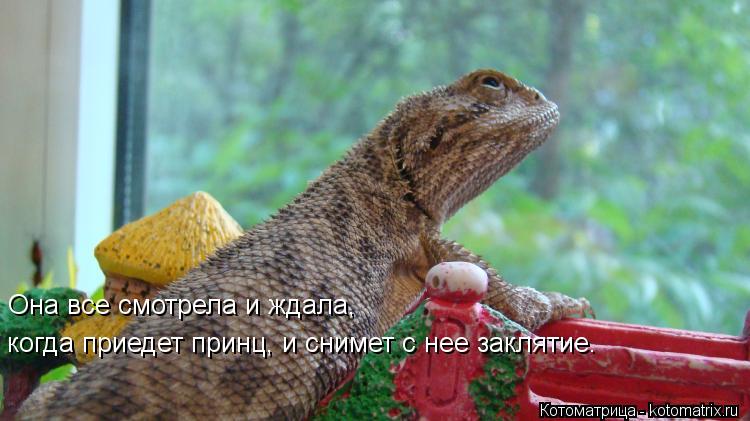 Она все смотрела и ждала, когда приедет принц, и снимет с нее заклятие.... Котоматрица: Она все смотрела и ждала, когда приедет принц, и снимет с нее заклятие.