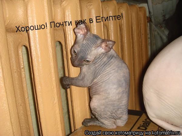 Хорошо! Почти как в Египте!... Котоматрица: Хорошо! Почти как в Египте!