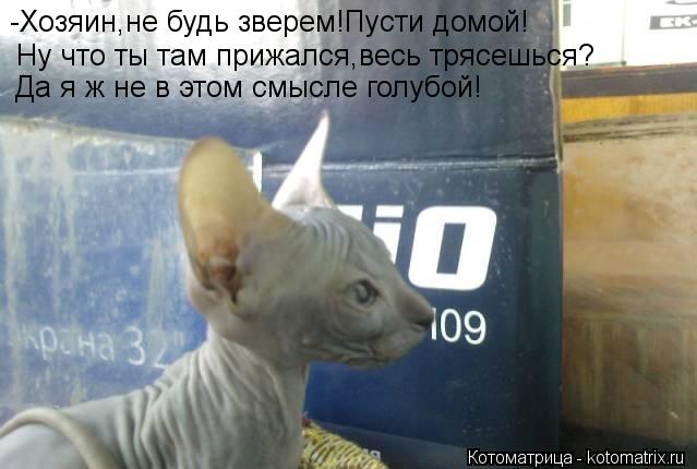 Котоматрица: -Хозяин,не будь зверем!Пусти домой! Ну что ты там прижался,весь трясешься? Да я ж не в этом смысле голубой!