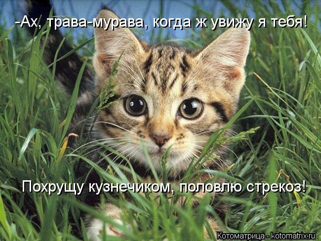 Котоматрица: -Ах, трава-мурава, когда ж увижу я тебя! Похрущу кузнечиком, половлю стрекоз!