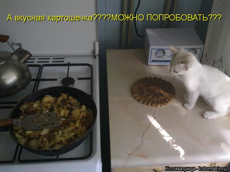 Котоматрица: А вкусная картошечка????МОЖНО ПОПРОБОВАТЬ???