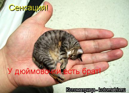 У дюймовочки есть брат! Сенсация!... Котоматрица: У дюймовочки есть брат! Сенсация!