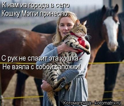 К нам из города в село Кошку Мэгги принесло. С рук не слазит эта кошка - Не взяла с собой сапожки!... Котоматрица: К нам из города в село Кошку Мэгги принесло. С рук не слазит эта кошка - Не взяла с собой сапожки!