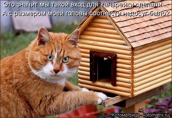 Это значит мы такой вход для канарейки сделали... А с размером моей головы соотнести недосуг было?... Котоматрица: Это значит мы такой вход для канарейки сделали... А с размером моей головы соотнести недосуг было?