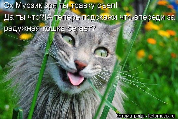Эх Мурзик,зря ты травку съел! Да ты что?!А теперь подскажи что впереди за радужная кошка бегает?... Котоматрица: Эх Мурзик,зря ты травку съел! Да ты что?!А теперь подскажи что впереди за радужная кошка бегает?