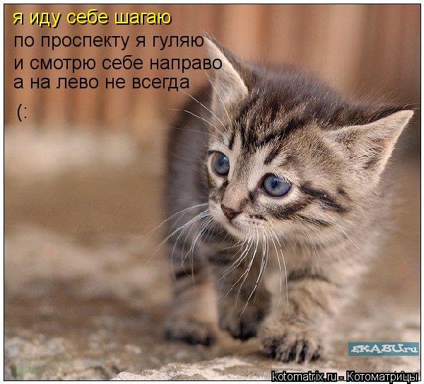 Котоматрица: я иду себе шагаю по проспекту я гуляю и смотрю себе направо  а на лево не всегда (: