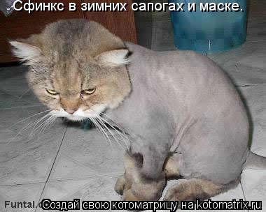 Сфинкс в зимних сапогах и маске.... Котоматрица: Сфинкс в зимних сапогах и маске.