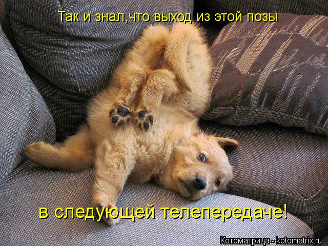 Котоматрица: Так и знал,что выход из этой позы в следующей телепередаче!