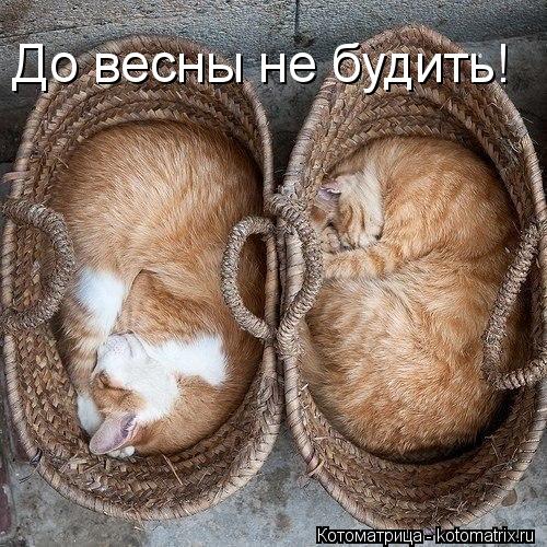 Котоматрица: До весны не будить!