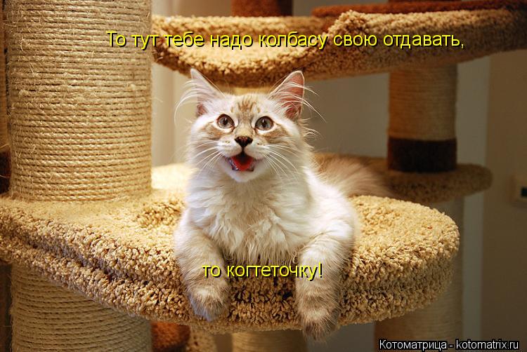 То тут тебе надо колбасу свою отдавать, то когтеточку!... Котоматрица: То тут тебе надо колбасу свою отдавать, то когтеточку!