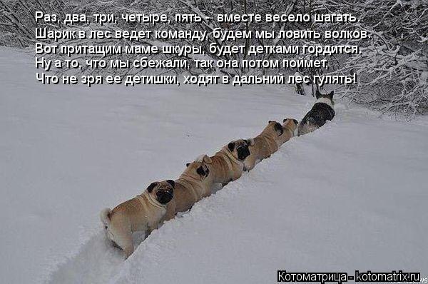 Раз, два, три, четыре, пять - вместе весело шагать. Шарик в лес ведет команду, будем мы ловить волко... Котоматрица: Раз, два, три, четыре, пять - вместе весело шагать. Шарик в лес ведет команду, будем мы ловить волков. Вот притащим маме шкуры, будет детками г