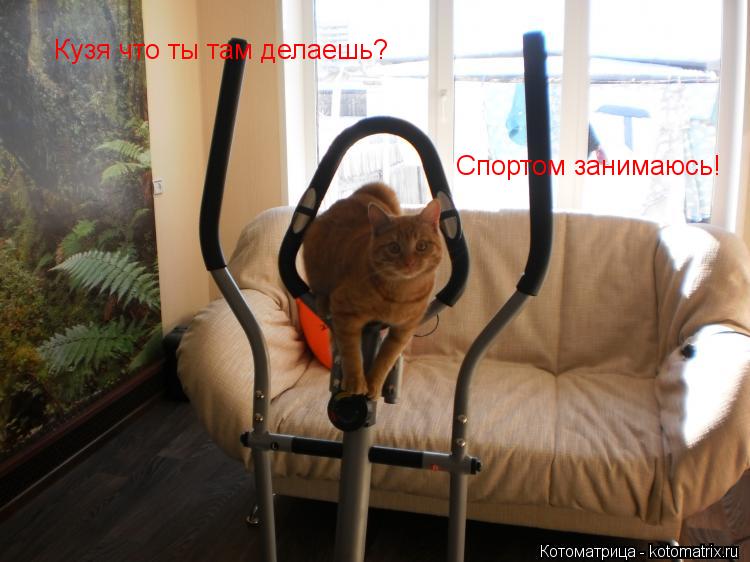 Котоматрица: Кузя что ты там делаешь? Спортом занимаюсь!