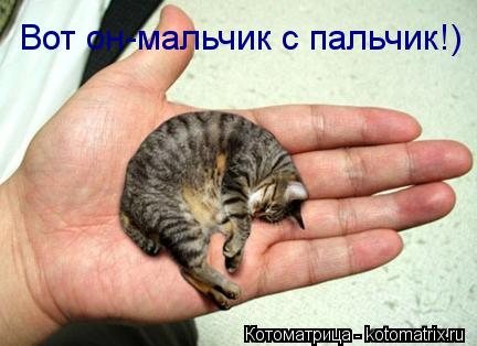 Вот он-мальчик с пальчик!)... Котоматрица: Вот он-мальчик с пальчик!)
