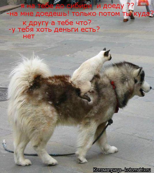 Котоматрица: я на тебе до сибири  и доеду ?? -на мне доедешь! только потом ты куда? к другу а тебе что? -у тебя хоть деньги есть? нет