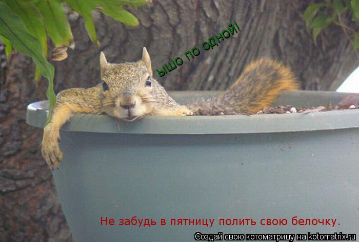 Не забудь в пятницу полить свою белочку. ышо по одной!... Котоматрица: Не забудь в пятницу полить свою белочку. ышо по одной!