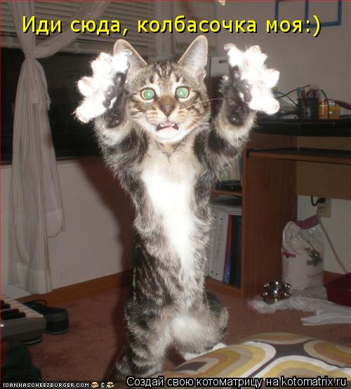 Иди сюда, колбасочка моя:)... Котоматрица: Иди сюда, колбасочка моя:)