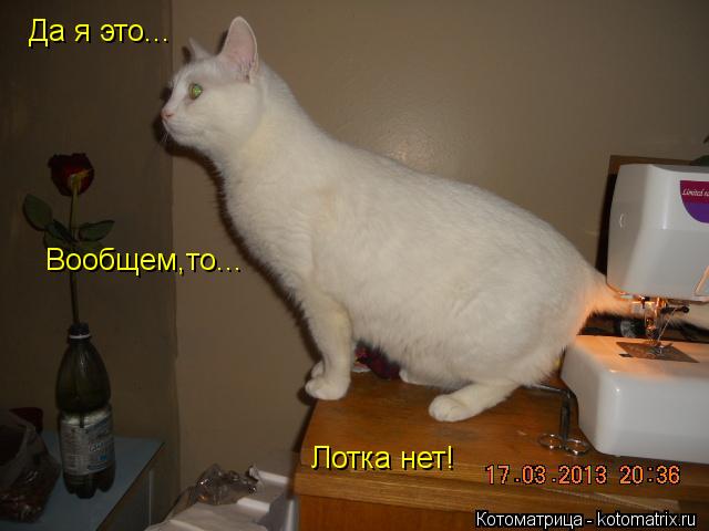 Котоматрица: Да я это... Вообщем,то... Лотка нет!