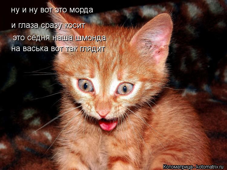 ну и ну вот это морда и глаза сразу косит это сёдня наша шмонда на васька вот так глядит... Котоматрица: ну и ну вот это морда и глаза сразу косит это сёдня наша шмонда на васька вот так глядит