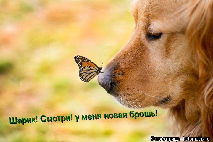 Котоматрица: Шарик! Смотри! у меня новая брошь!