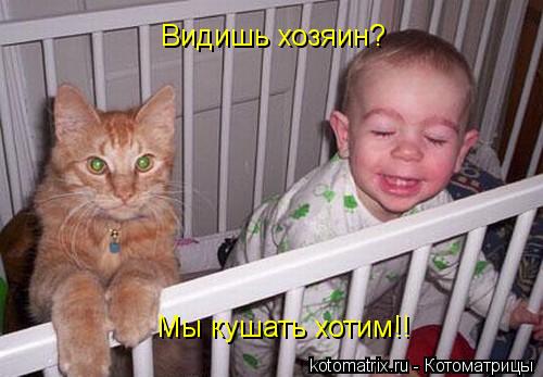Видишь хозяин? Мы кушать хотим!!... Котоматрица: Видишь хозяин? Мы кушать хотим!!