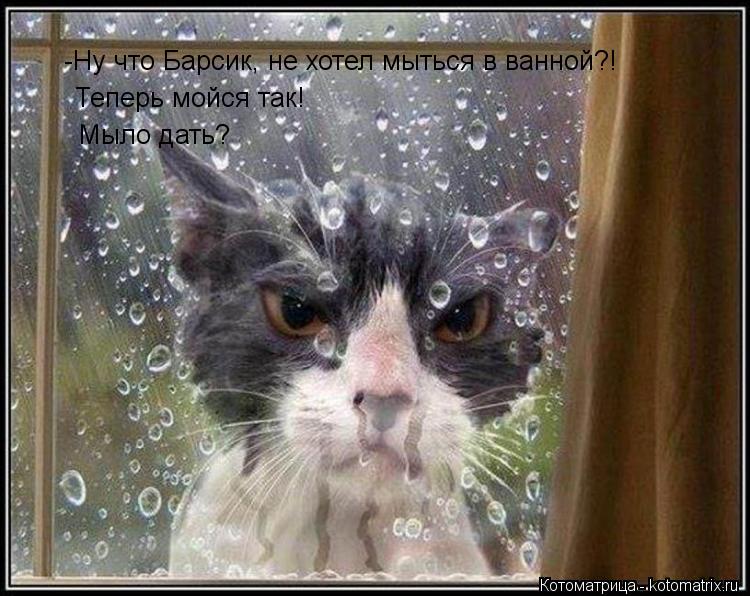 -Ну что Барсик, не хотел мыться в ванной?! Теперь мойся так! Мыло дать?... Котоматрица: -Ну что Барсик, не хотел мыться в ванной?! Теперь мойся так! Мыло дать?